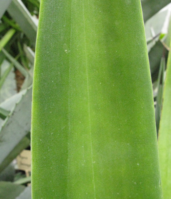 Palmaris Agave sisalana