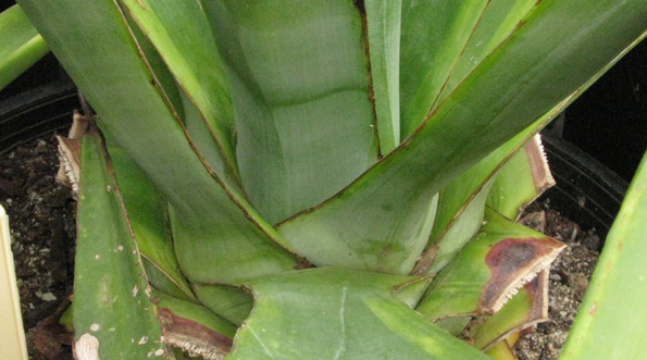 Palmaris Agave sisalana