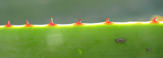 Pépinière Palmaris Agave sisalana armata