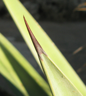 Pépinière Palmaris Agave sisalana armata