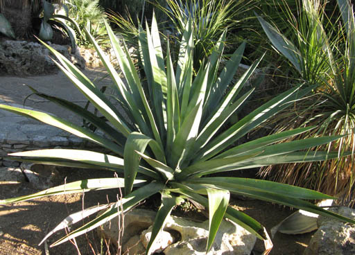 Pépinière Palmaris Agave sisalana armata Riquet