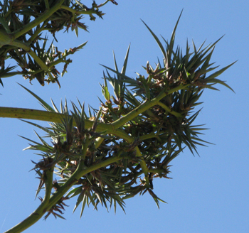 Pépinière Palmaris Agave sisalana bulbilles