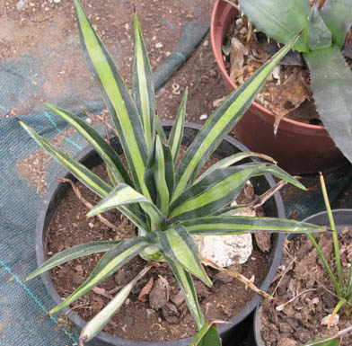 Pépinière Palmaris Agave sisalana mediopicta pallida