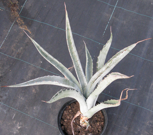 Pépinière Palmaris Agave sobria frailensis