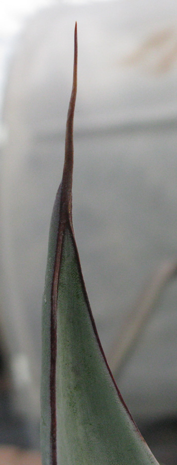 Agave sobria frailensis, épine terminale