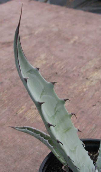 Agave sobria frailensis