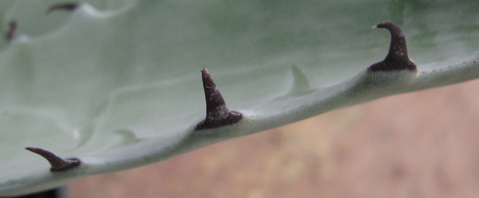 Agave sobria frailensis, marge