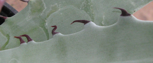 Agave sobria frailensis, marge