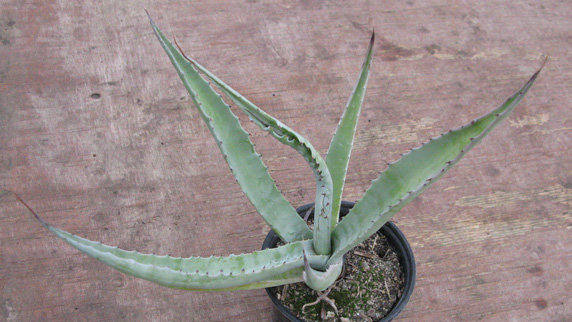 Agave sobria roseana