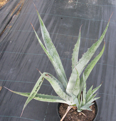 Pépinière Palmaris Agave sobria roseana