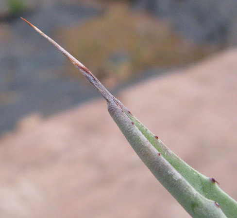 Agave sobria roseana