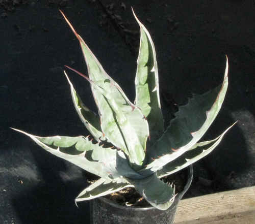 Pépinière Palmaris Agave sobria sobria