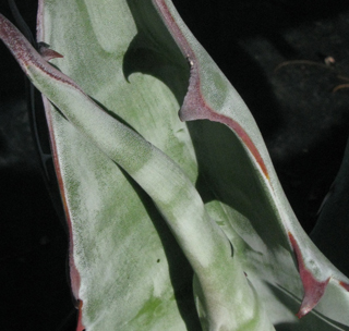 Pépinière Palmaris Agave sobria sobria