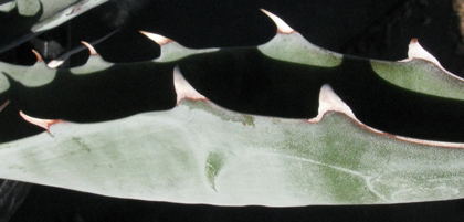 Pépinière Palmaris Agave sobria sobria