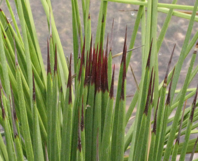 Palmaris Agave striata