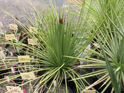 Palmaris Agave striata