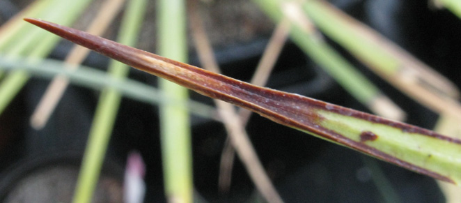 Palmaris Agave striata