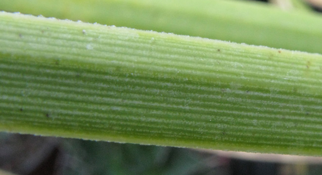 Palmaris Agave striata