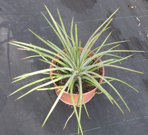 Pépinière Palmaris Agave striata falcata