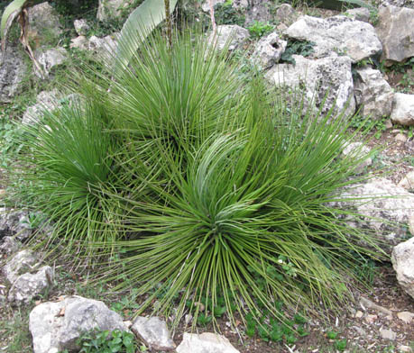 Pépinière Palmaris Agave striata falcata Bandol