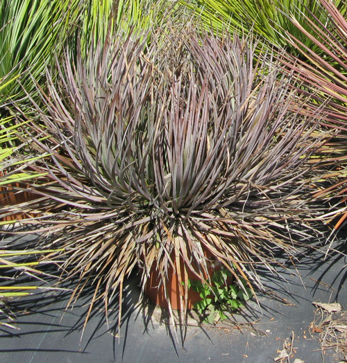 Pépinière Palmaris Agave striata falcata rubra Van der Meer