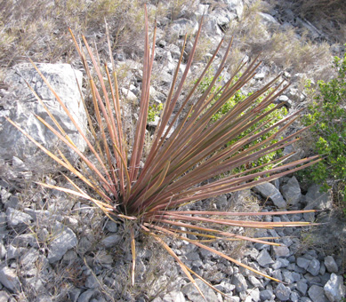 Palmaris Agave striata rubra Foncaude