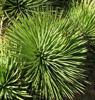 Palmaris Agave stricta Monaco