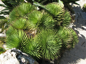 Palmaris Agave stricta Monaco