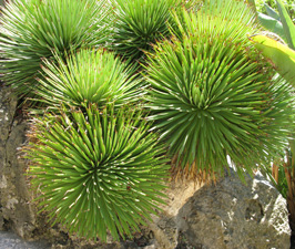 Palmaris Agave stricta Monaco