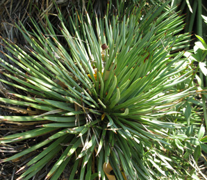 Palmaris Agave stricta Monaco