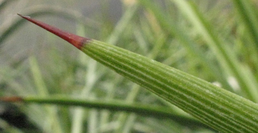 Palmaris Agave stricta