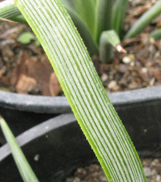 Palmaris Agave stricta