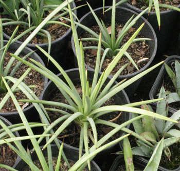 Palmaris Agave stricta