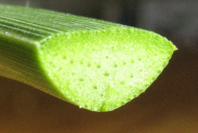 Palmaris Agave stricta