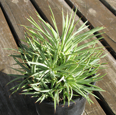 Palmaris Agave stricta aurea 