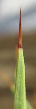 Pépinière Palmaris Agave stricta aurea