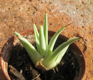 Pépinière Palmaris Agave stricta aurea