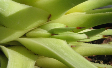 Pépinière Palmaris Agave stricta aurea