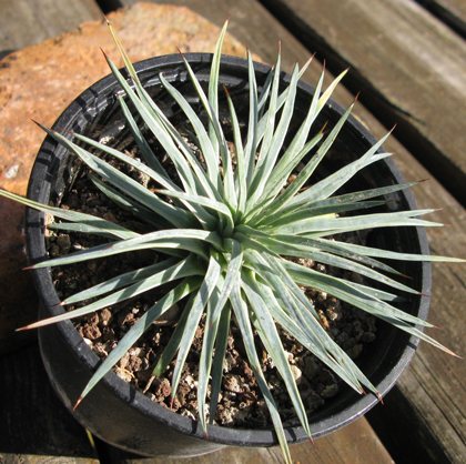 Pépinière Palmaris Agave stricta marginata