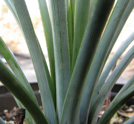 Palmaris Agave stricta nana