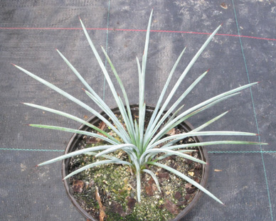 Palmaris Agave stricta nana