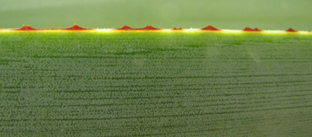 Pépinière Palmaris Agave stricta X filifera multifilifera