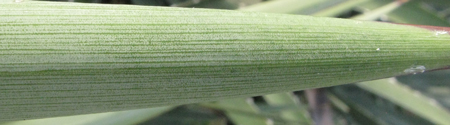 Pépinière Palmaris Agave stricta X filifera multifilifera