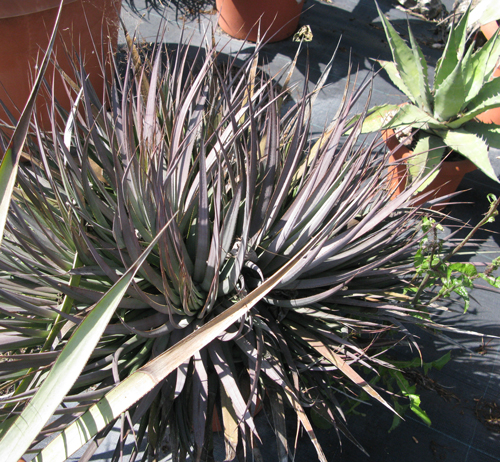 Pépinière Palmaris Agave stricta X filifera multifilifera Van der Meer