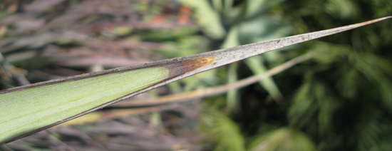 Pépinière Palmaris Agave stricta X filifera multifilifera