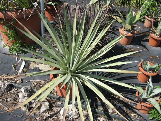 Pépinière Palmaris Agave stricta X filifera multifilifera Van der Meer