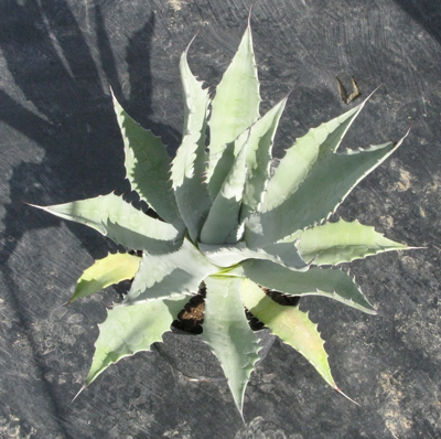 Pépinière Palmaris Agave subsimplex