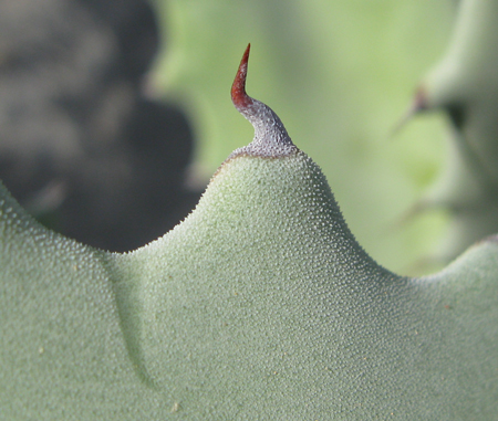 Pépinière Palmaris Agave subsimplex