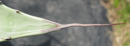 Pépinière Palmaris Agave subsimplex