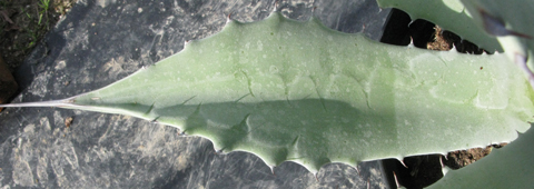 Pépinière Palmaris Agave subsimplex